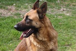 Fred in Adozione - Foto n. 5