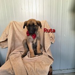 🐶 Altra Razza femmina di 2 mesi in adozione a Torino (TO) e in tutta Italia da privato