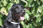 🐶 Altra Razza femmina di 2 anni in adozione a Torino (TO) e in tutta Italia da privato