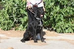 Astrid in Adozione - Foto n. 4