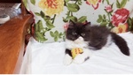 Cuccioli di Persiano - Foto n. 1