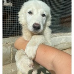 🐶 Altra Razza maschio di 5 mesi in adozione a Latina (LT) e in tutta Italia da associazione animali