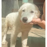 Leonida Stupendo Cucciolone 5 mesi Cerca casa - Adozione Canile di Latina - Foto n. 2
