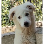 Leonida Stupendo Cucciolone 5 mesi Cerca casa - Adozione Canile di Latina - Foto n. 3