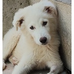 Leonida Stupendo Cucciolone 5 mesi Cerca casa - Adozione Canile di Latina - Foto n. 4