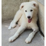 Leonida Stupendo Cucciolone 5 mesi Cerca casa - Adozione Canile di Latina - Foto n. 5