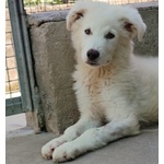 Leonida Stupendo Cucciolone 5 mesi Cerca casa - Adozione Canile di Latina - Foto n. 6