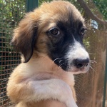 🐶 Altra Razza femmina di 2 mesi in adozione a Latina (LT) e in tutta Italia da associazione animali