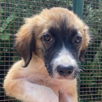 Nami Dolce Cucciola 2 mesi Cerca casa - Adozione Canile di Latina - Foto n. 2