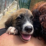 Nami Dolce Cucciola 2 mesi Cerca casa - Adozione Canile di Latina - Foto n. 3