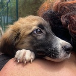 Nami Dolce Cucciola 2 mesi Cerca casa - Adozione Canile di Latina - Foto n. 4