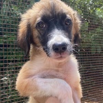 Nami Dolce Cucciola 2 mesi Cerca casa - Adozione Canile di Latina - Foto n. 5