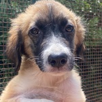 Nami Dolce Cucciola 2 mesi Cerca casa - Adozione Canile di Latina - Foto n. 6