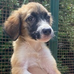 Nami Dolce Cucciola 2 mesi Cerca casa - Adozione Canile di Latina - Foto n. 7