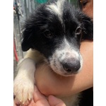 Nilo Dolce Cucciolo Derivato Border Collie Cerca Adozione - Foto n. 2