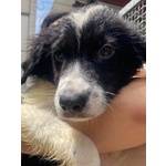 Nilo Dolce Cucciolo Derivato Border Collie Cerca Adozione - Foto n. 4