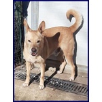 🐶 Altra Razza maschio in adozione a Milano (MI) e in tutta Italia da privato