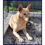 Eddy 7anni, Bravo e Tranquillo - 15kg - Foto n. 2