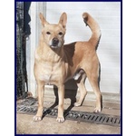 Eddy 7anni, Bravo e Tranquillo - 15kg - Foto n. 3