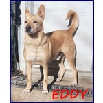 Eddy 7anni, Bravo e Tranquillo - 15kg - Foto n. 4