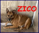 🐶 Altra Razza maschio in adozione a Milano (MI) e in tutta Italia da privato