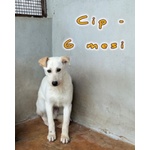 Cip e ciop Cucciolotti in Cerca D'amore - Foto n. 2