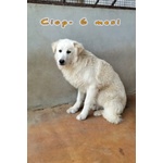 Cip e ciop Cucciolotti in Cerca D'amore - Foto n. 3