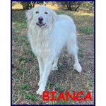 Bianca 1 anno Dolce Coccolona - Foto n. 2
