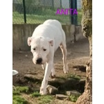 🐶 Dogo Argentino femmina in adozione a Milano (MI) e in tutta Italia da privato