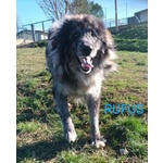 Fantastico Rufus 4anni tg Grande - Foto n. 2