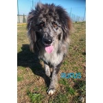 🐶 Altra Razza maschio in adozione a Milano (MI) e in tutta Italia da privato