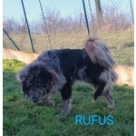 Fantastico Rufus 4anni tg Grande - Foto n. 3