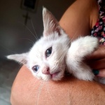 🐱 Altra Razza maschio di 2 mesi in adozione a Latina (LT) e in tutta Italia da associazione animali