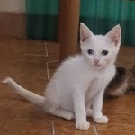 Neve Gattino Bianco 2 mesi Cerca Adozione - Foto n. 3