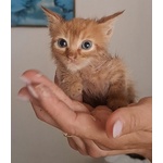 Gufi Gattino Rosso Occhi Verdi Cerca Adozione - Foto n. 1