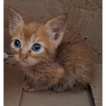 Gufi Gattino Rosso Occhi Verdi Cerca Adozione - Foto n. 3