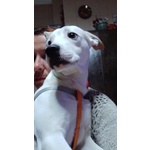 🐶 Altra Razza maschio in adozione a Milano (MI) e in tutta Italia da privato