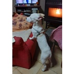 Paco 1anno Dolcissimo ed Ubbidiente - 10kg - Foto n. 2