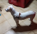 Paco 1anno Dolcissimo ed Ubbidiente - 10kg - Foto n. 4