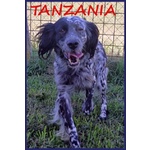 🐶 Setter femmina in adozione a Milano (MI) e in tutta Italia da privato