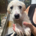 🐶 Altra Razza femmina di 2 mesi in adozione a Latina (LT) e in tutta Italia da associazione animali