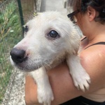 Lara Cucciola 2 mesi Cerca casa - Adozione Canile di Latina - Foto n. 4