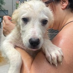Lara Cucciola 2 mesi Cerca casa - Adozione Canile di Latina - Foto n. 5