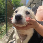 Lara Cucciola 2 mesi Cerca casa - Adozione Canile di Latina - Foto n. 7