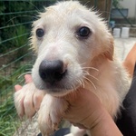 Lara Cucciola 2 mesi Cerca casa - Adozione Canile di Latina - Foto n. 8