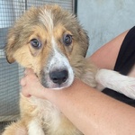 Loretta Cucciolotta 2 mesi Cerca casa - Adozione Canile di Latina - Foto n. 2
