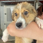 Loretta Cucciolotta 2 mesi Cerca casa - Adozione Canile di Latina - Foto n. 3