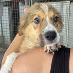Loretta Cucciolotta 2 mesi Cerca casa - Adozione Canile di Latina - Foto n. 4
