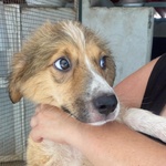 Loretta Cucciolotta 2 mesi Cerca casa - Adozione Canile di Latina - Foto n. 5
