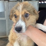 Loretta Cucciolotta 2 mesi Cerca casa - Adozione Canile di Latina - Foto n. 6